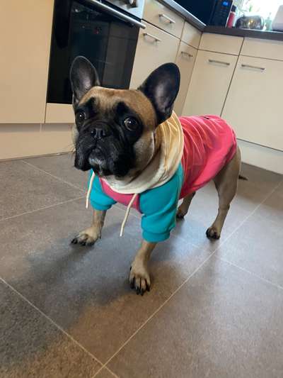 Französische Bulldoggen-Beitrag-Bild