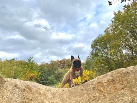 Französische Bulldoggen-Beitrag-Bild