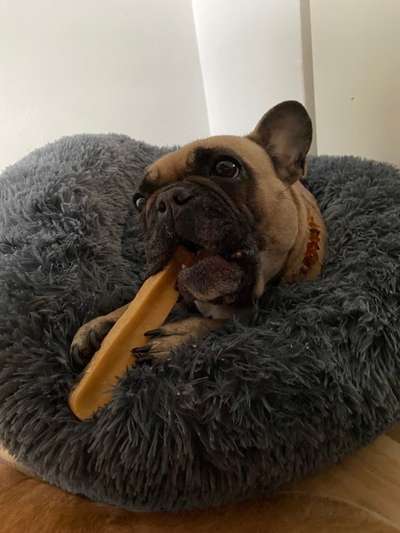 Französische Bulldoggen-Beitrag-Bild