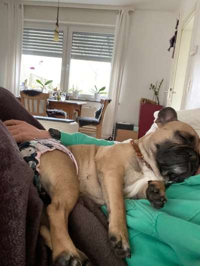 Französische Bulldoggen-Beitrag-Bild