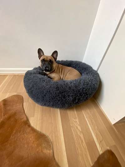 Französische Bulldoggen-Beitrag-Bild