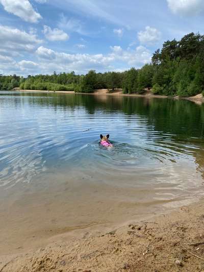 Französische Bulldoggen-Beitrag-Bild