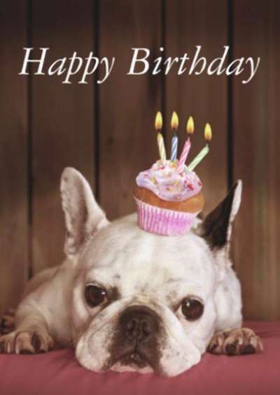 Französische Bulldoggen-Beitrag-Bild