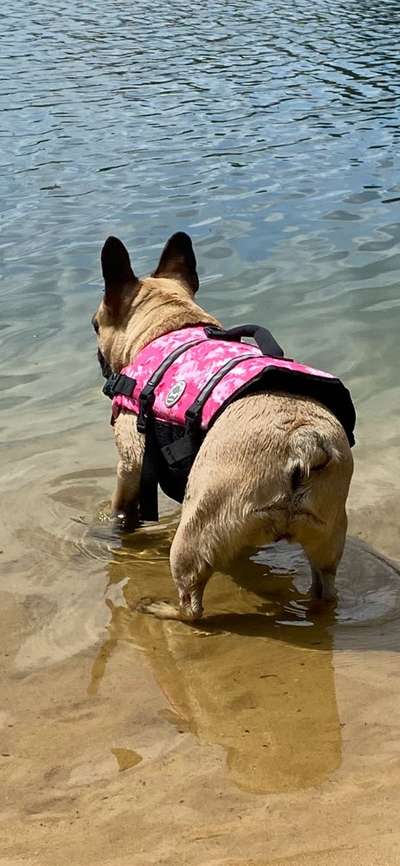 Französische Bulldoggen-Beitrag-Bild