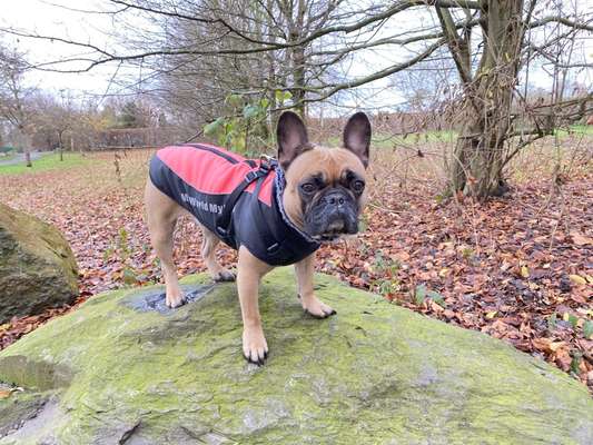 Französische Bulldoggen-Beitrag-Bild