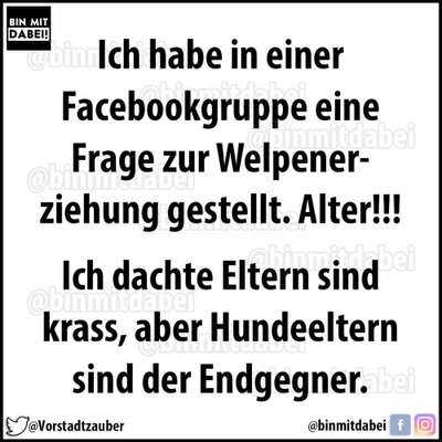 Französische Bulldoggen-Beitrag-Bild