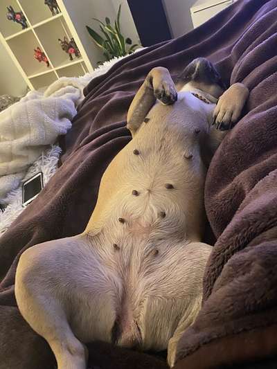 Französische Bulldoggen-Beitrag-Bild