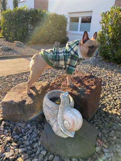 Französische Bulldoggen-Beitrag-Bild