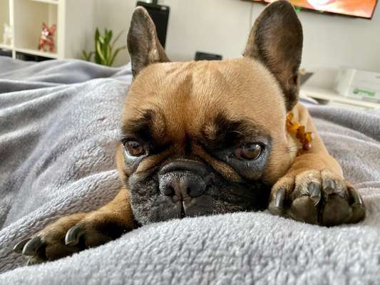 Französische Bulldoggen-Beitrag-Bild