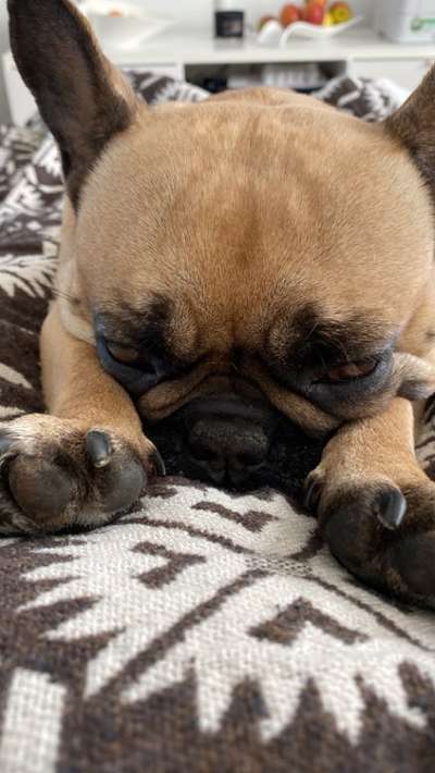 Französische Bulldoggen-Beitrag-Bild