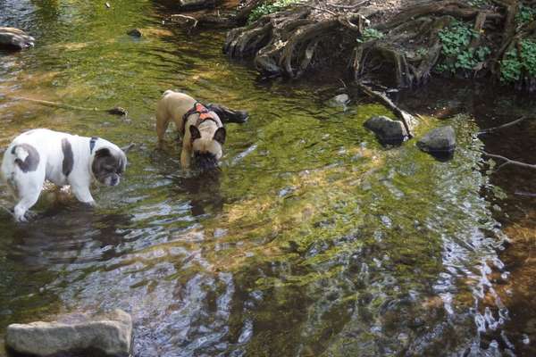 Französische Bulldoggen-Beitrag-Bild