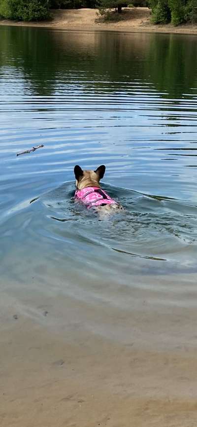 Französische Bulldoggen-Beitrag-Bild