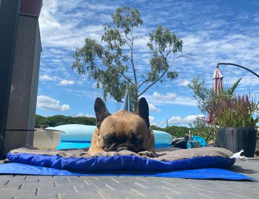 Französische Bulldoggen-Beitrag-Bild