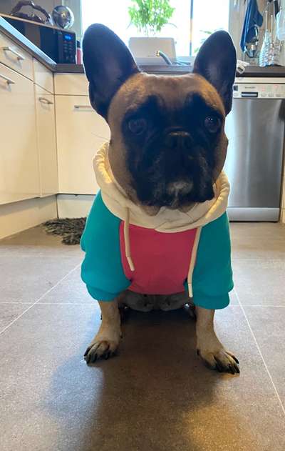 Französische Bulldoggen-Beitrag-Bild