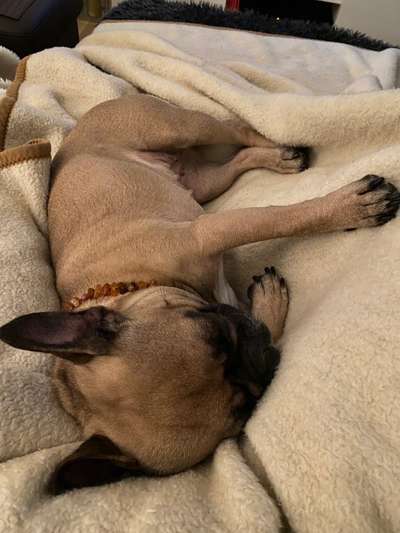 Französische Bulldoggen-Beitrag-Bild