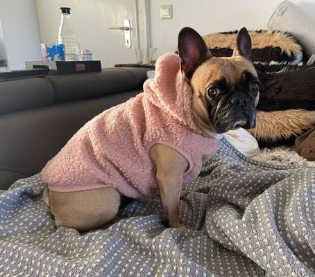 Französische Bulldoggen-Beitrag-Bild