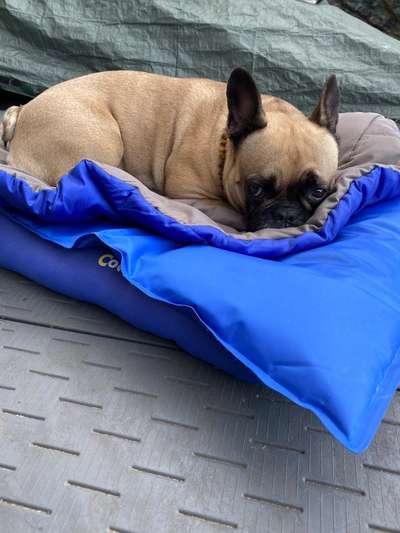 Französische Bulldoggen-Beitrag-Bild