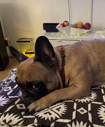 Französische Bulldoggen-Beitrag-Bild