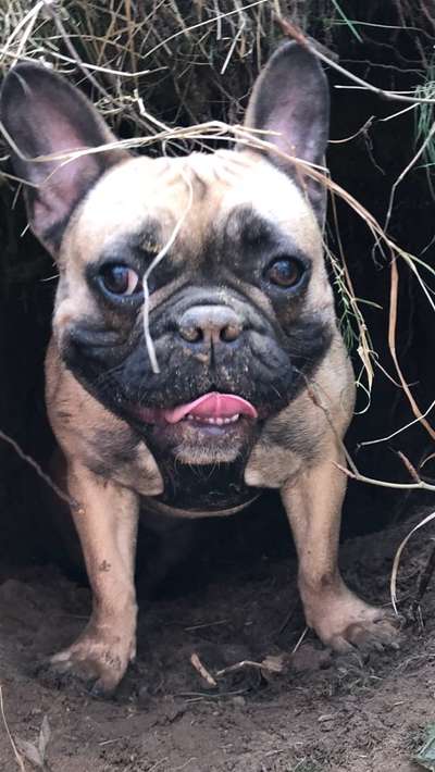 Französische Bulldoggen-Beitrag-Bild