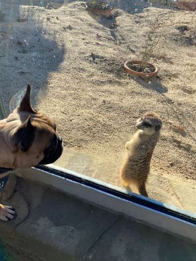 Französische Bulldoggen-Beitrag-Bild