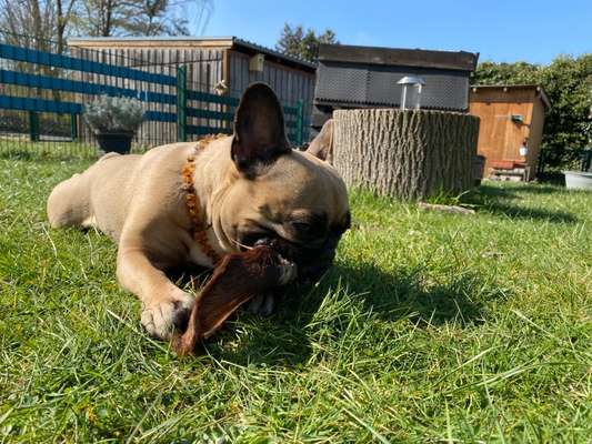 Französische Bulldoggen-Beitrag-Bild