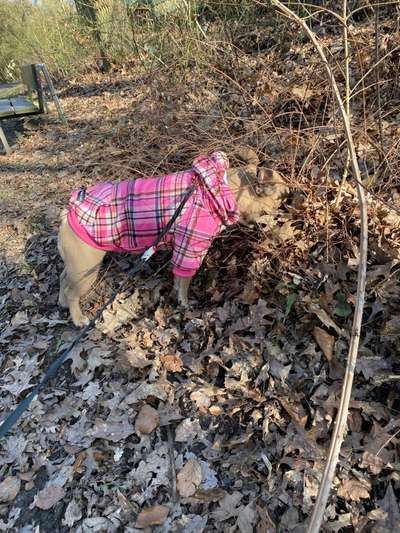 Französische Bulldoggen-Beitrag-Bild