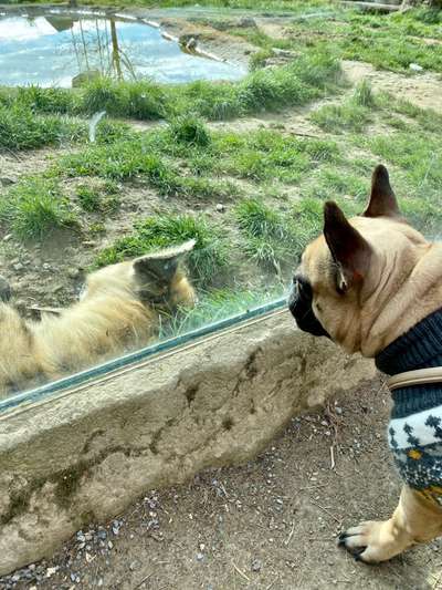 Französische Bulldoggen-Beitrag-Bild