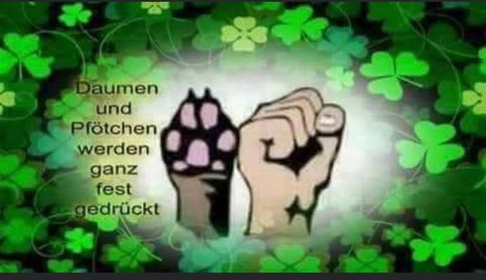 Französische Bulldoggen-Beitrag-Bild