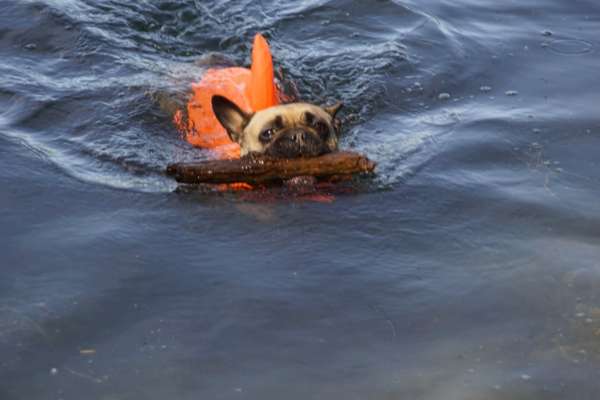Französische Bulldoggen-Beitrag-Bild