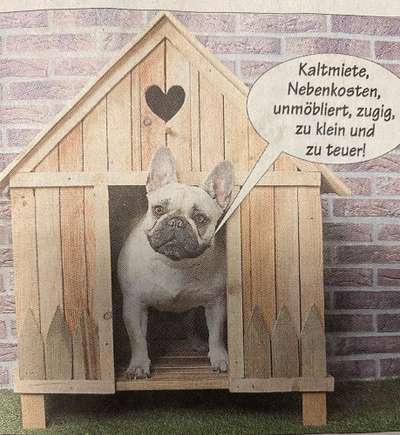 Französische Bulldoggen-Beitrag-Bild