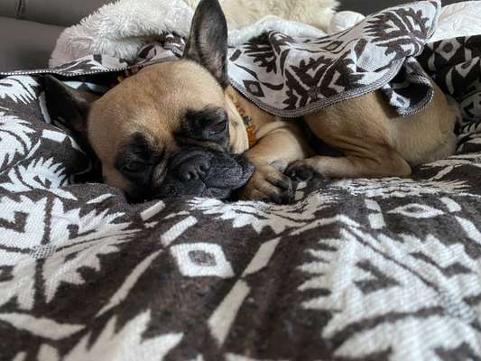 Französische Bulldoggen-Beitrag-Bild