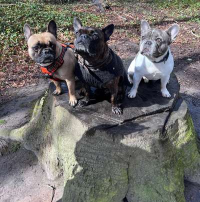Französische Bulldoggen-Beitrag-Bild