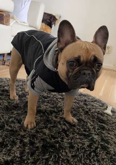 Französische Bulldoggen-Beitrag-Bild