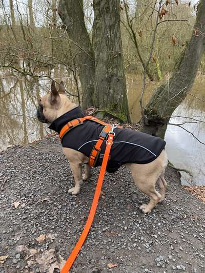 Französische Bulldoggen-Beitrag-Bild