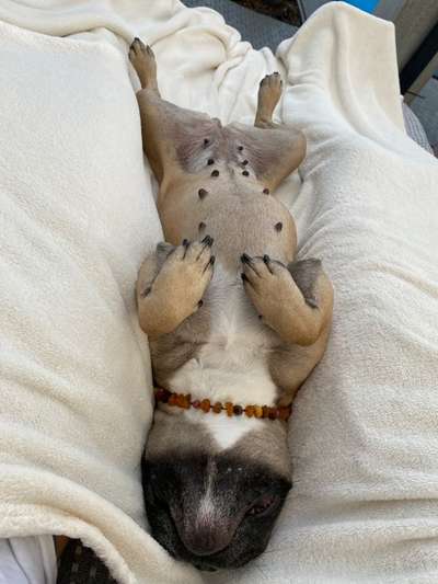 Französische Bulldoggen-Beitrag-Bild