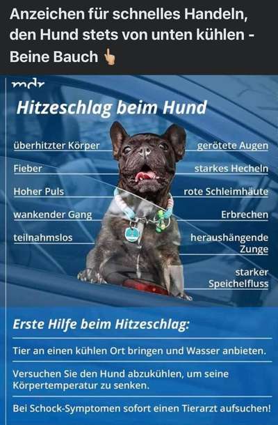Französische Bulldoggen-Beitrag-Bild