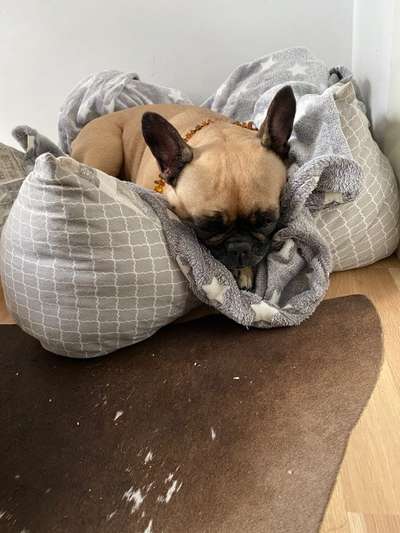 Französische Bulldoggen-Beitrag-Bild