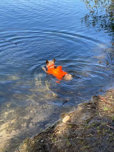 Französische Bulldoggen-Beitrag-Bild