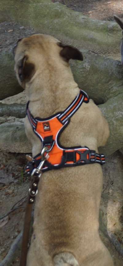 Französische Bulldoggen-Beitrag-Bild