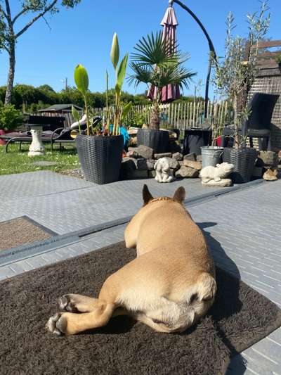 Französische Bulldoggen-Beitrag-Bild