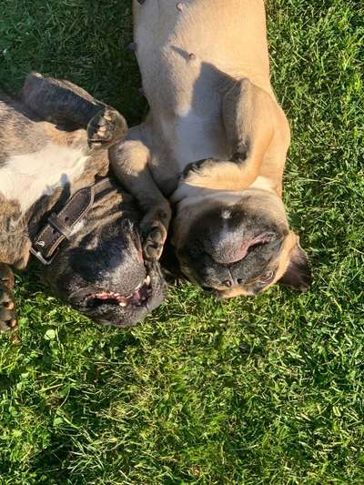 Französische Bulldoggen-Beitrag-Bild