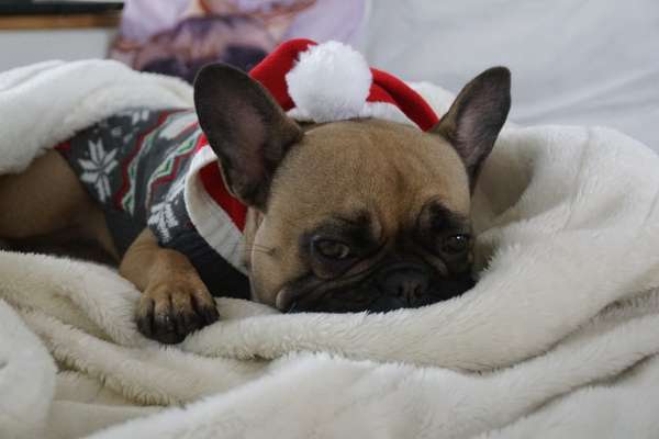 Französische Bulldoggen-Beitrag-Bild