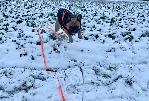 Französische Bulldoggen-Beitrag-Bild