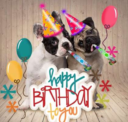 Französische Bulldoggen-Beitrag-Bild