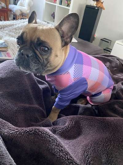 Französische Bulldoggen-Beitrag-Bild