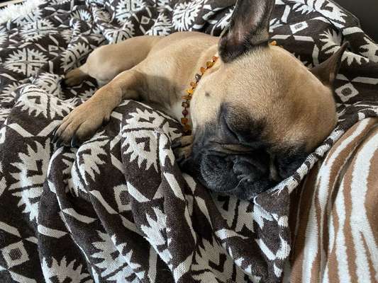 Französische Bulldoggen-Beitrag-Bild