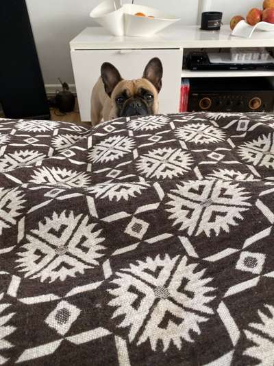 Französische Bulldoggen-Beitrag-Bild