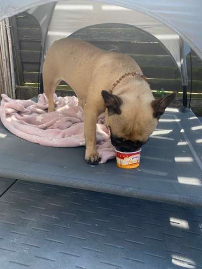 Französische Bulldoggen-Beitrag-Bild