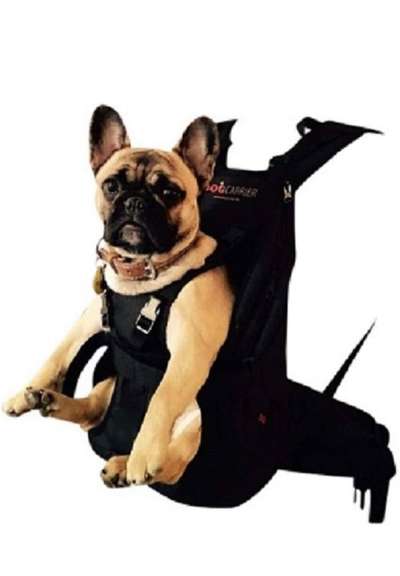 Französische Bulldoggen-Beitrag-Bild