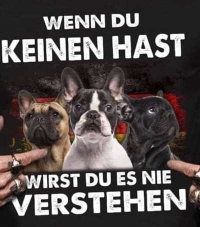 Französische Bulldoggen-Beitrag-Bild